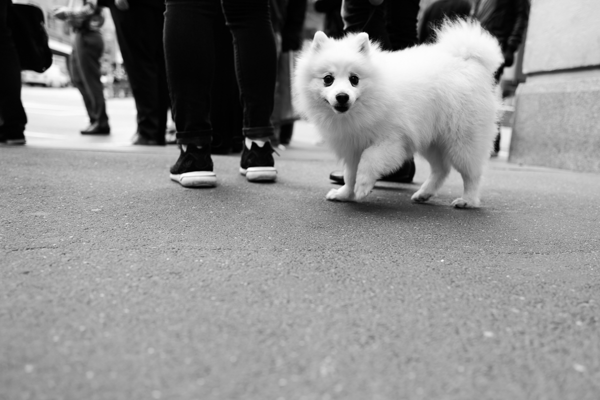 Leica Q 28mm Street Photography